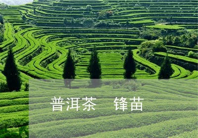 普洱茶 锋苗/2023042663667